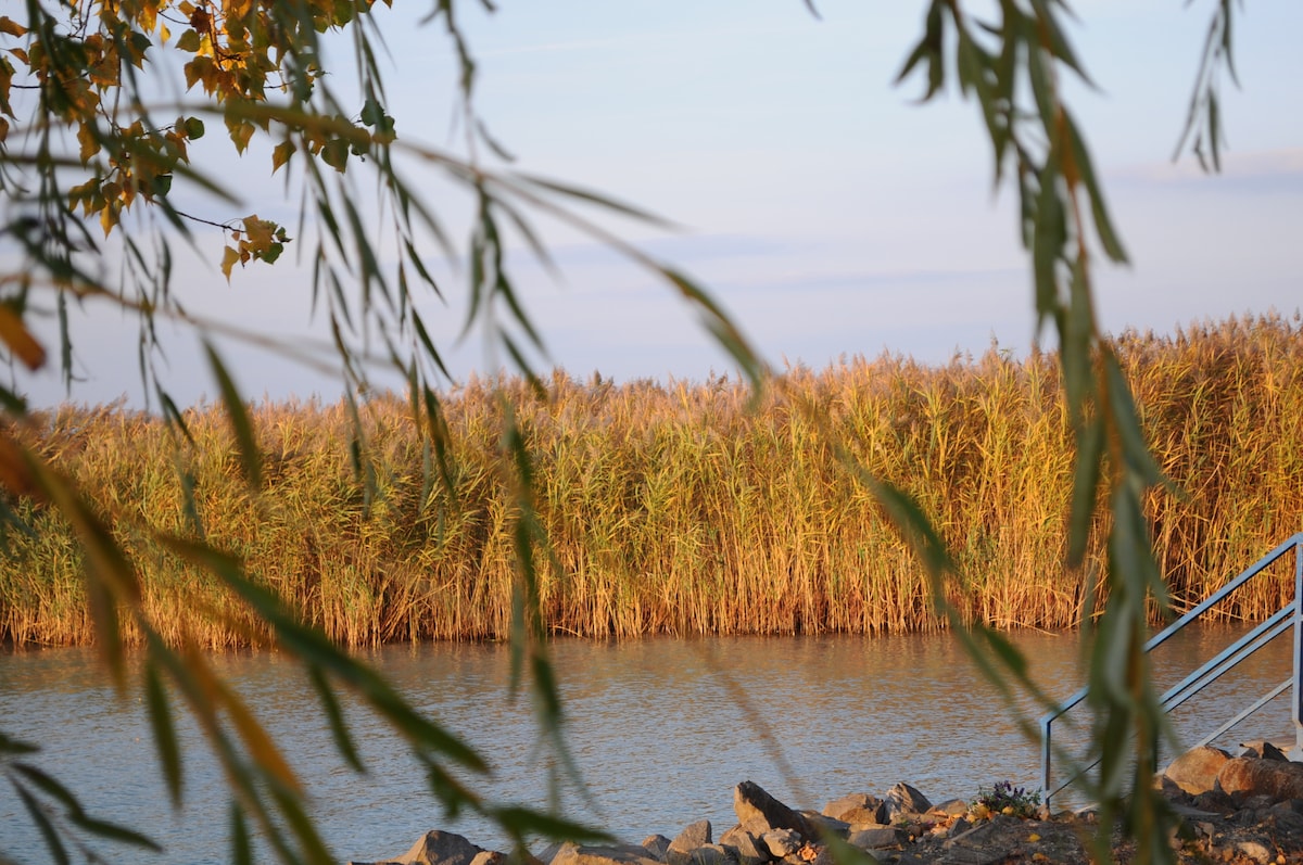 A serene view of a calm body of water surrounded by tall reeds. The golden grasses sway gently in the breeze, contrasting with the soft blue sky. A rocky shore is visible in the foreground, with a glimpse of a metal staircase leading to the water.