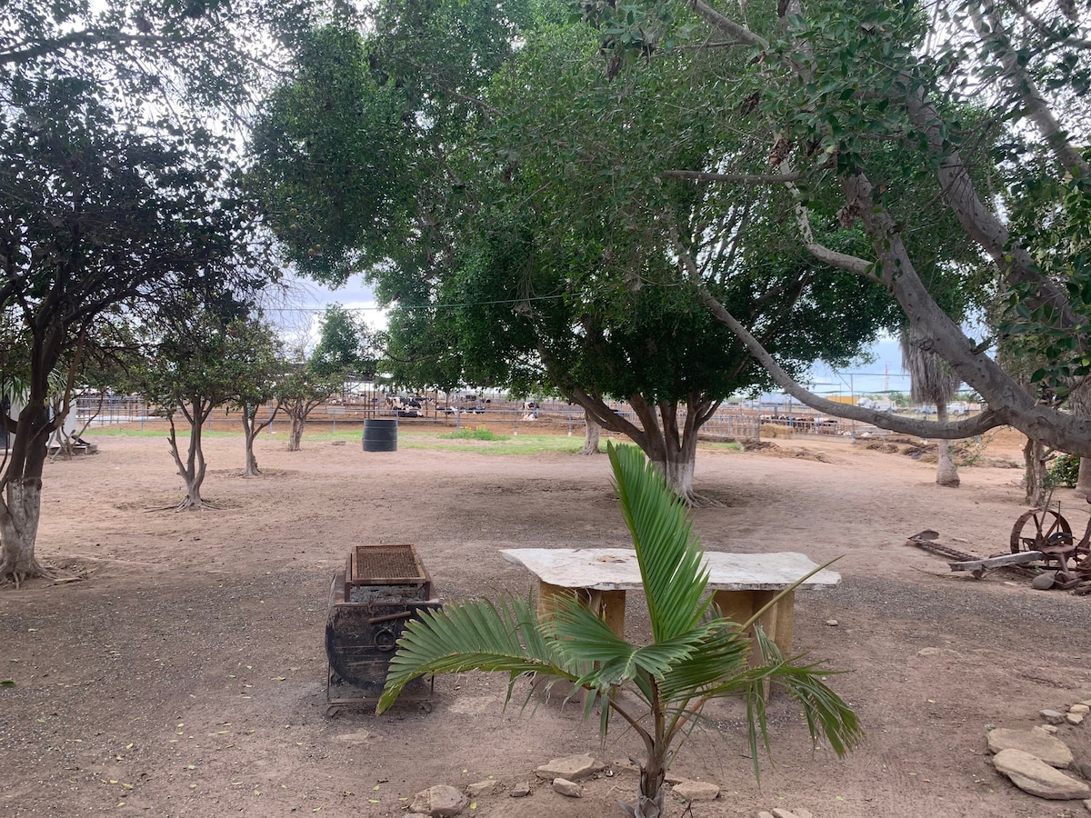 A serene outdoor space is surrounded by trees, providing ample shade. A simple wooden table is positioned next to a barbecue grill. The ground is sandy, with scattered stones, and the view extends to a pasture area in the background.