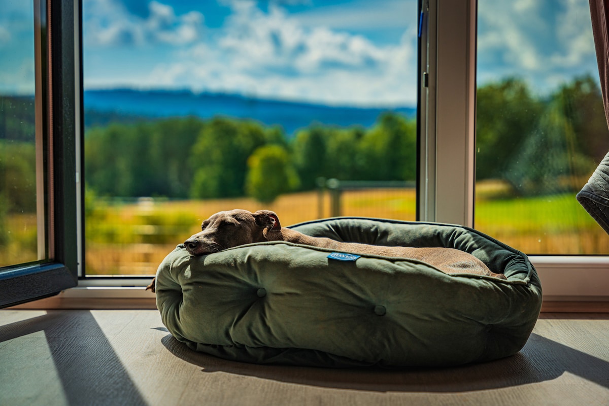A calm dog rests on a cozy green bed near a large window. The outdoor scenery features rolling hills and a clear blue sky, creating a serene backdrop that enhances the peaceful indoor environment.