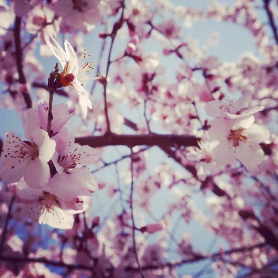 一年一次的 花见 之约 在樱花粉雪里尽享春光 北京旅游攻略 尽在airbnb爱彼迎 一年一次的 花见 之约 在樱花粉雪里尽享春光 北京旅游攻略 尽在airbnb爱彼迎