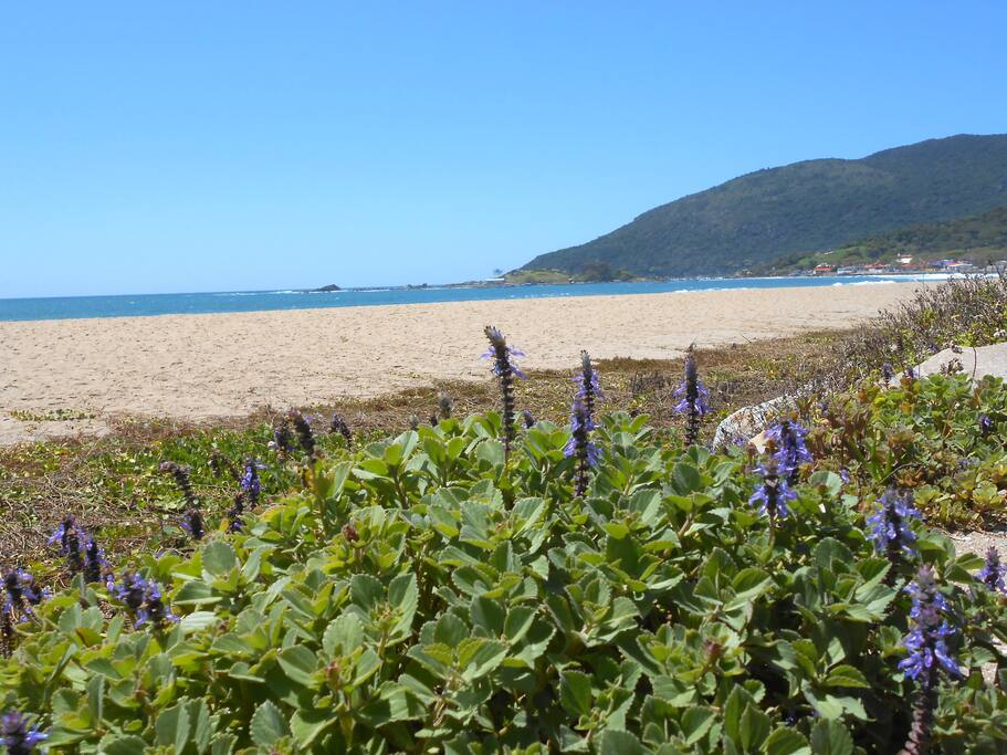 Praia da Armação