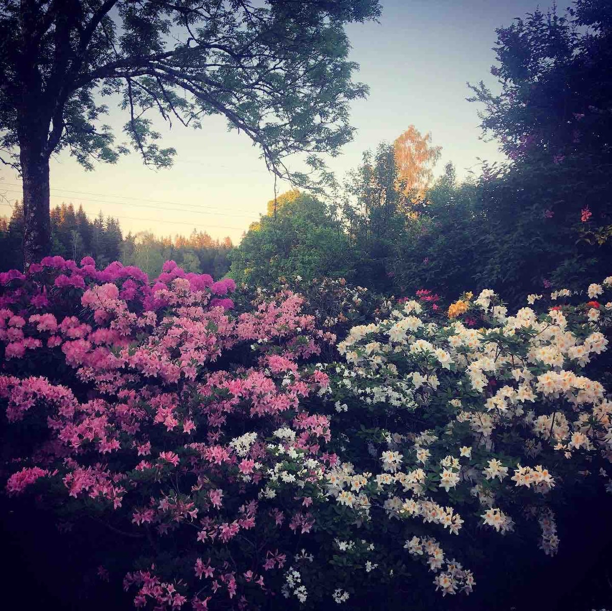 Nature