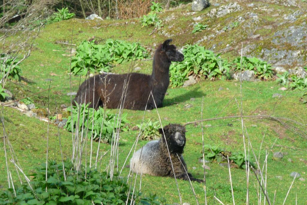 Andy our Lama and Coko our Cotswold sheep