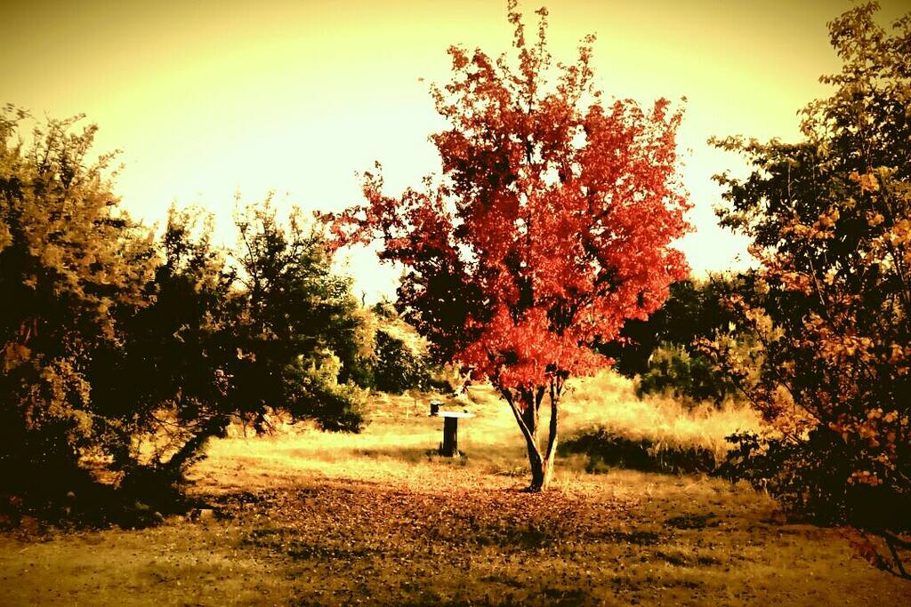 Into the wild.