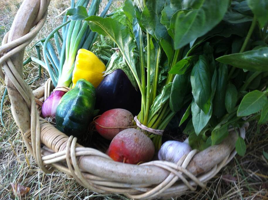 Your home... on an organic veggie farm.