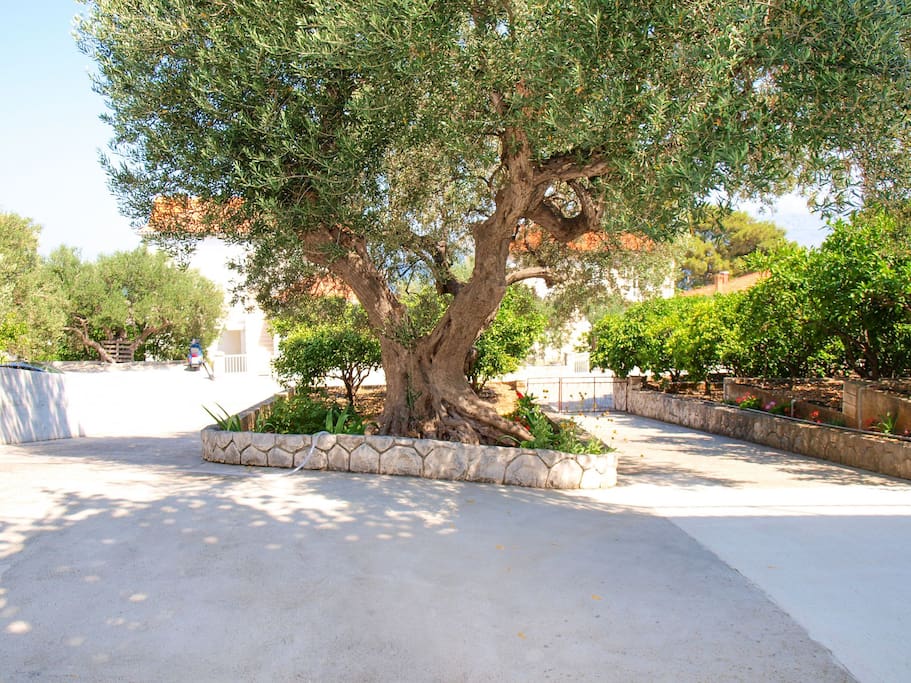 courtyard (house and surroundings)