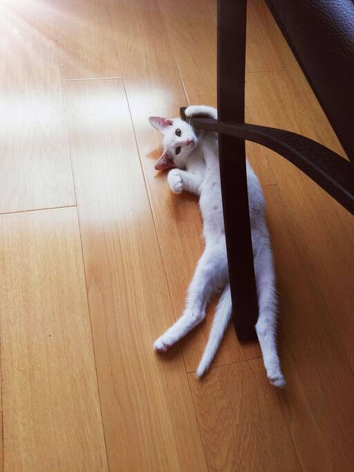 小猫