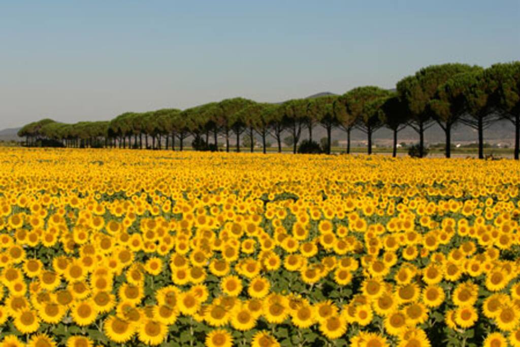 Girasoli in Maremma