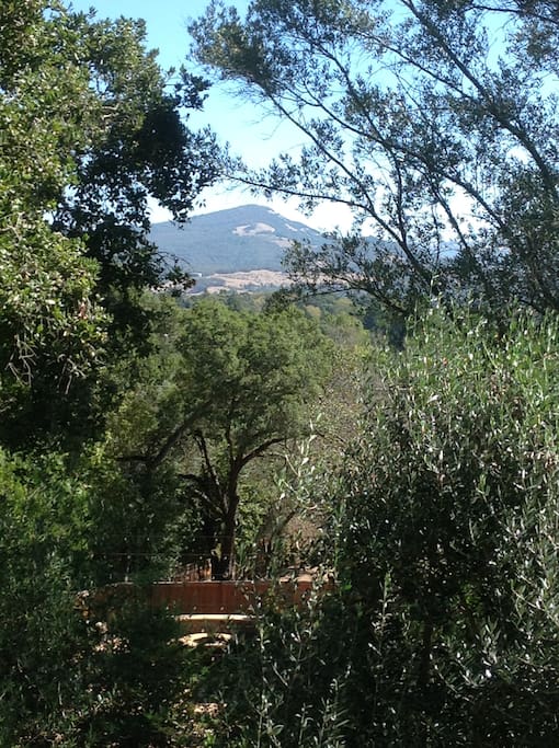 Stunning views framed by mature trees and greenery.