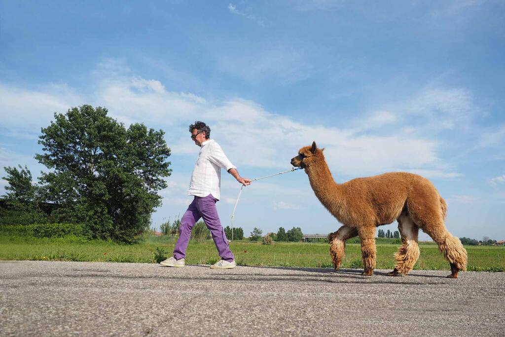 A passeggio con gli alpaca