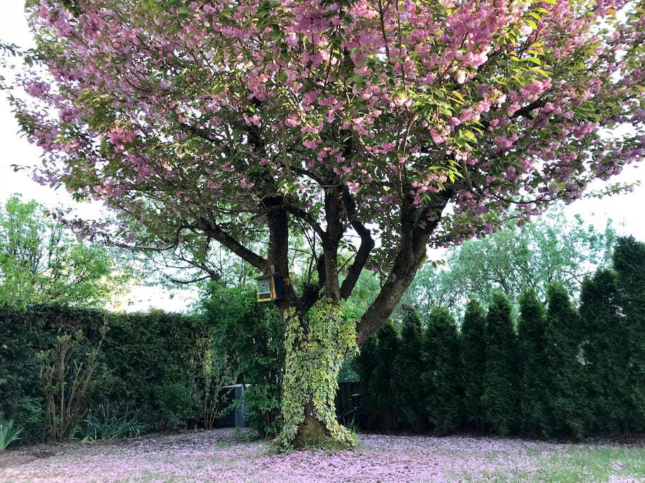 der Kirschbaum in der Blüte Ende April