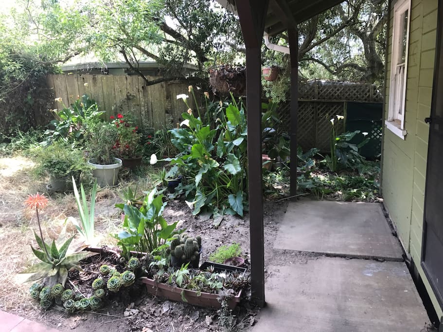 The front yard