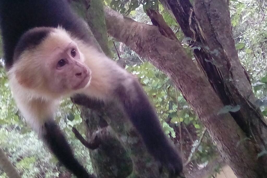 Feed the monkeys!