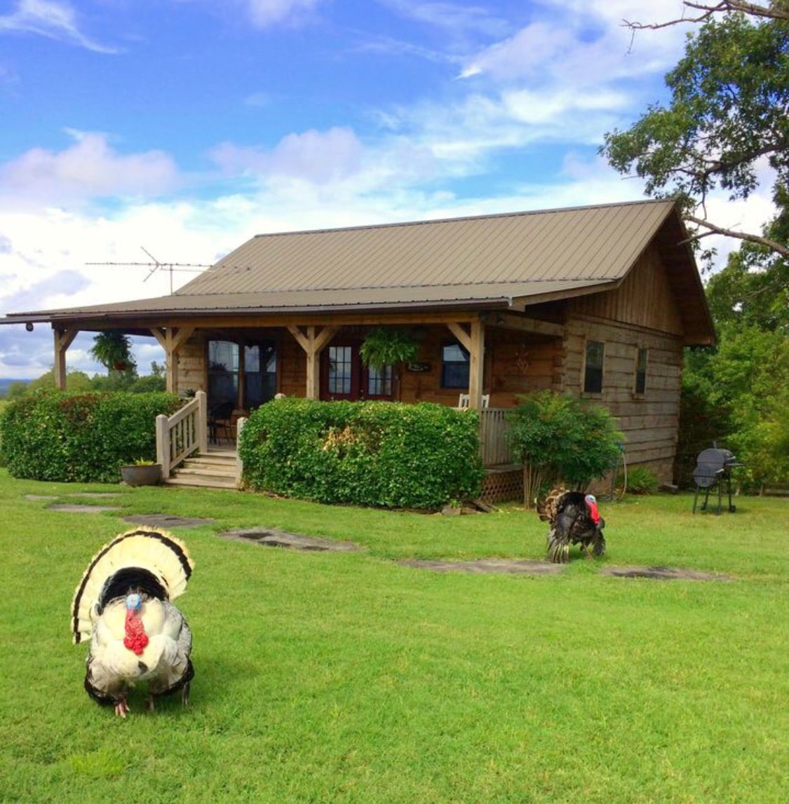 A charming cabin made of wood is set against a backdrop of rolling hills, featuring a covered porch adorned with plants. Two turkeys roam in the grassy area, with a patio chair positioned nearby for outdoor relaxation.