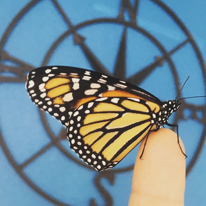 Monarch Butterfly - Follow us on IG MonarchGroveBeachHouse
