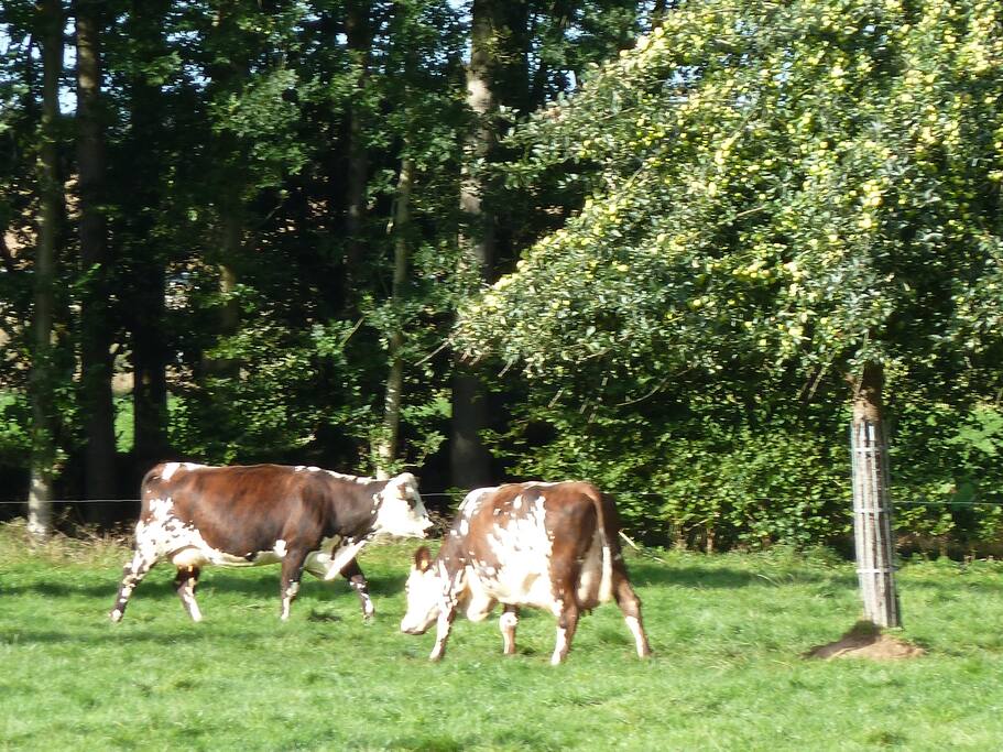 Nos vaches de race normande