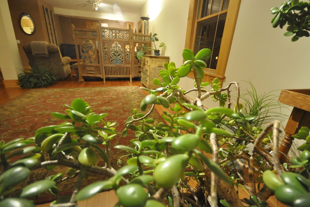 Jade plants for lots of luck.