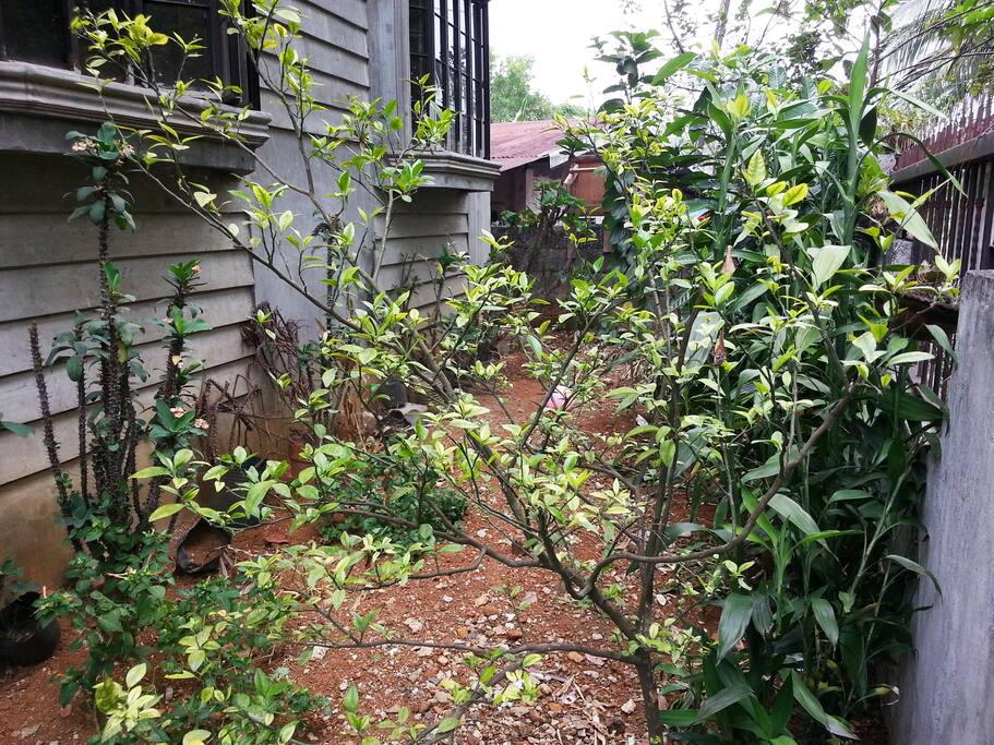 The garden