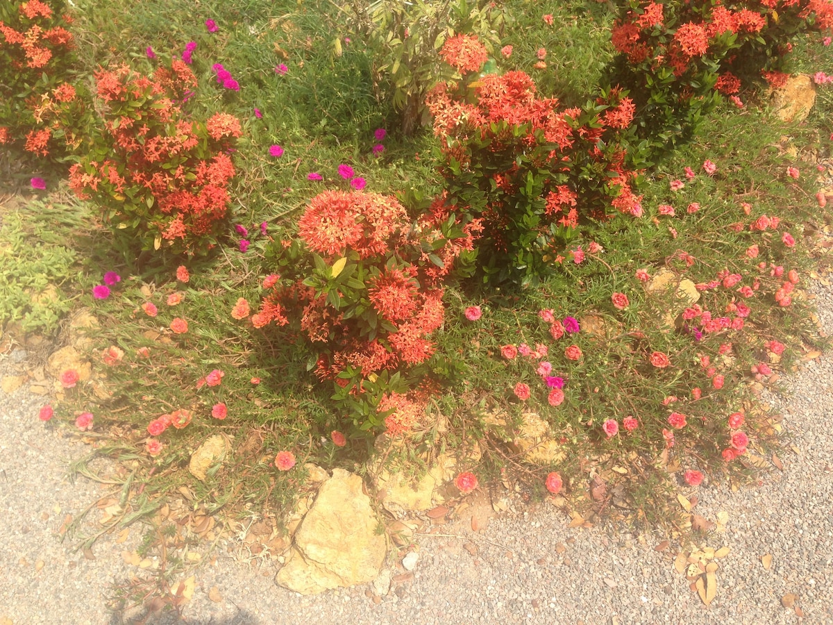 A vibrant garden area showcases clusters of orange and pink flowering plants, surrounded by green foliage. The ground is covered with various blooms, creating a colorful border along a gravel path. Natural stones are included within the flower beds, adding texture to the landscape.
