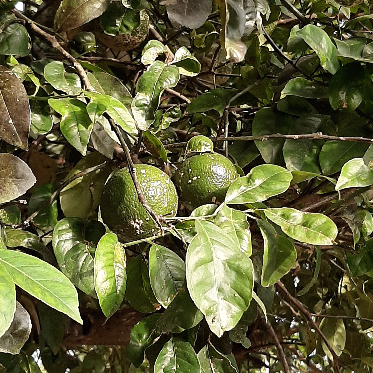 Mandarin Lemon at Habitación #1 Colibrí in David