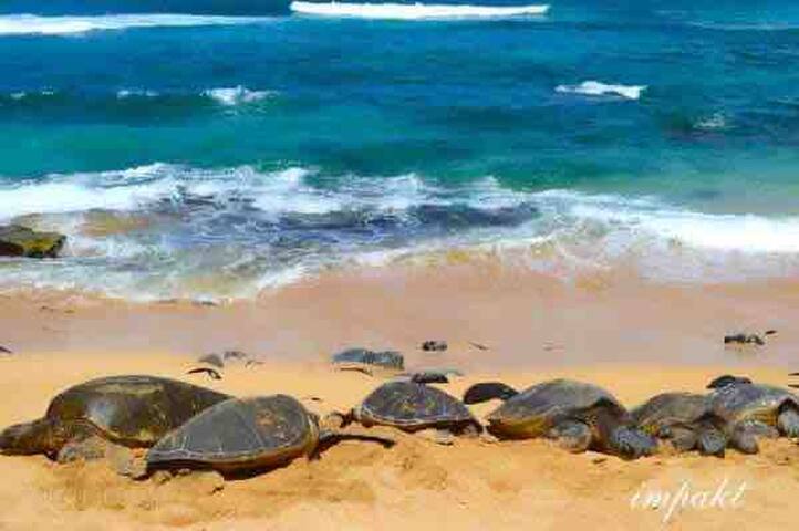 Westin Nanea Resort Kaanapali Beach gallery image 5