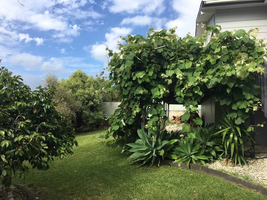 Sweet grape will be ripe in March every year