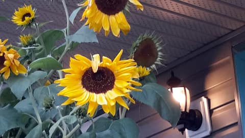 Sunflower Suite