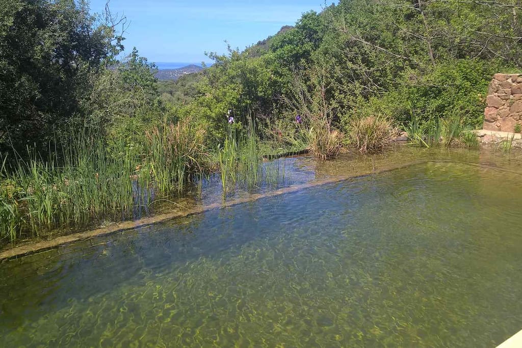 piscine naturelle