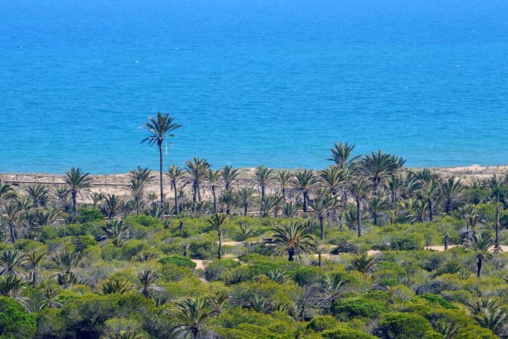 Vista de la Playa a través de la Pinada