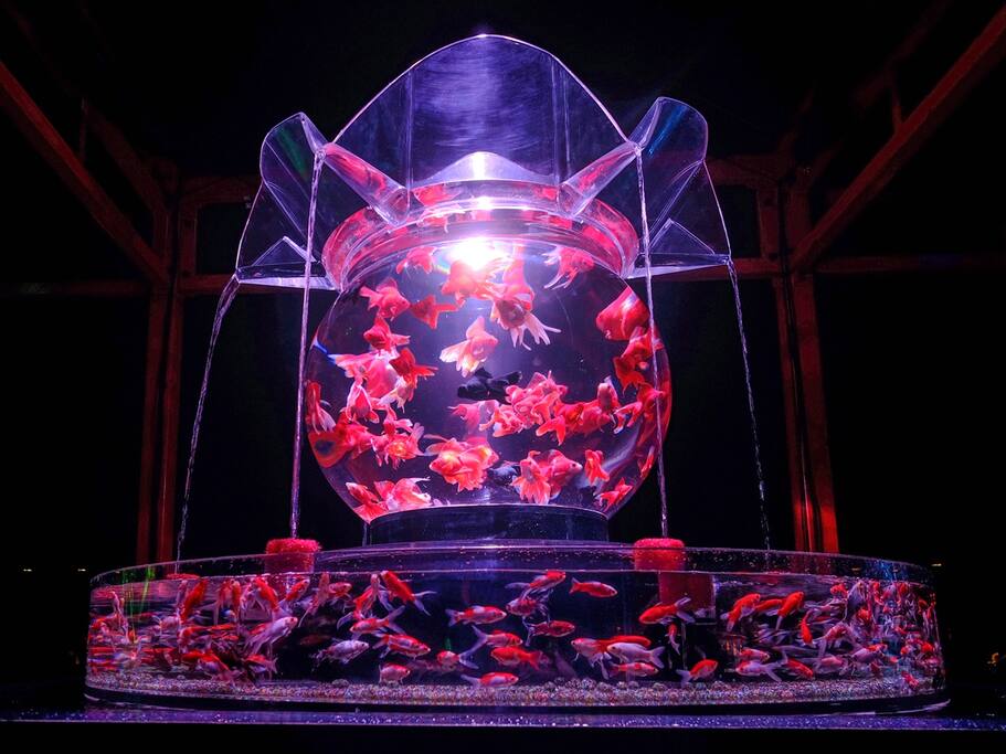 把金鱼变成魅影般的艺术 这个水族馆太迷幻 京都旅游攻略 尽在airbnb爱彼迎 把金鱼变成魅影般的艺术 这个水族馆太迷幻 京都旅游攻略 尽在airbnb爱彼迎