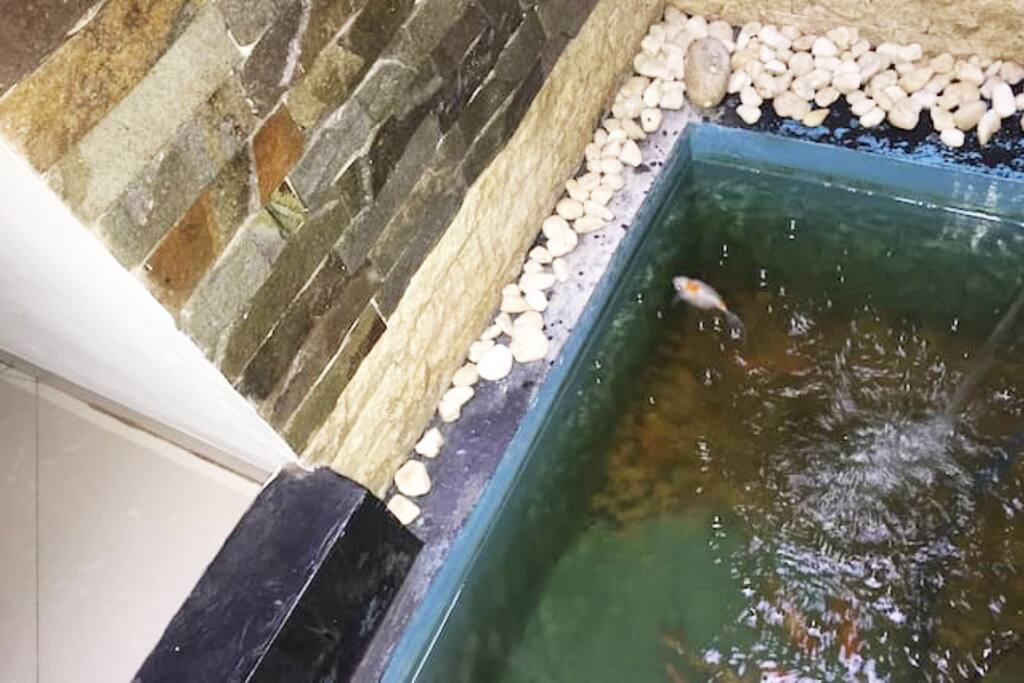 kolam ikan mini-you can enjoy the fish pool