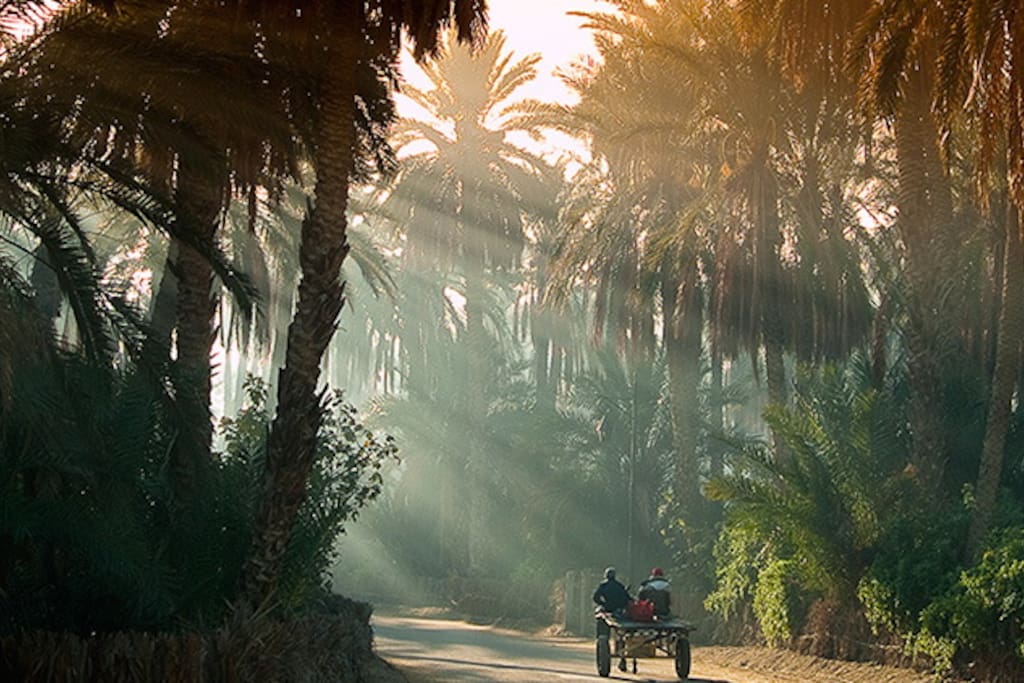The oasis of Tozeur in the morning