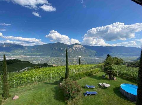 Santlhof-Weissburgunder, in the midst of the vineyards