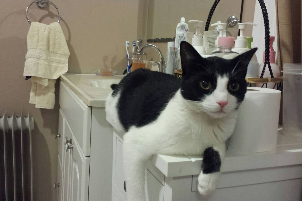 Thunder, The pet of the house.