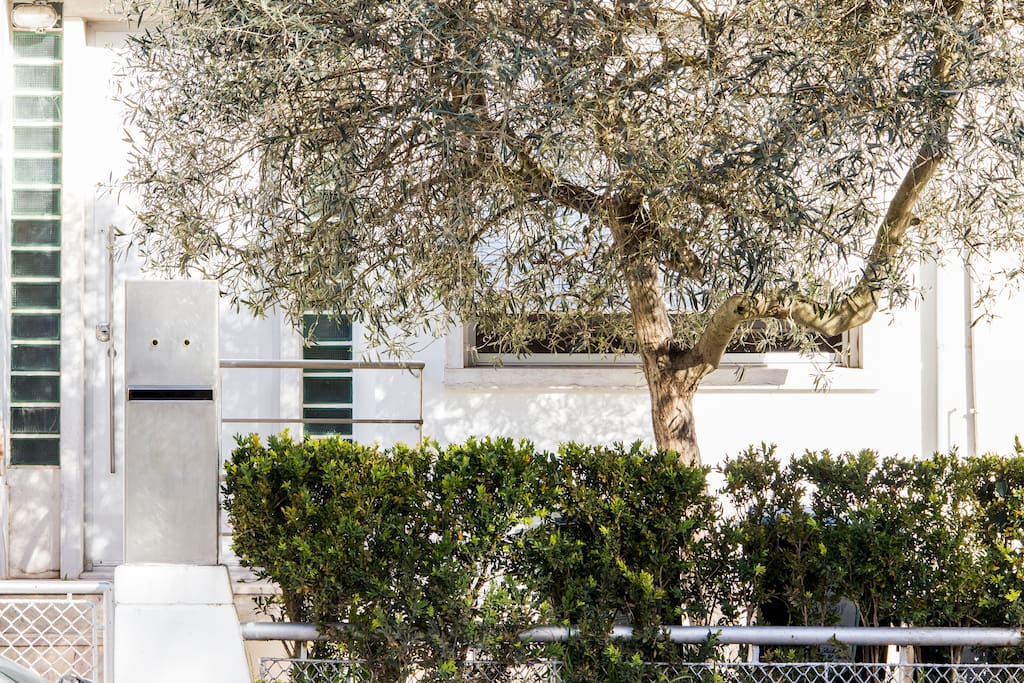 The Olive Tree entrance garden.