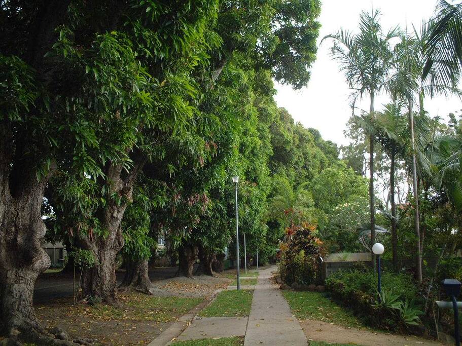 At the beach end of the Mango Avenue