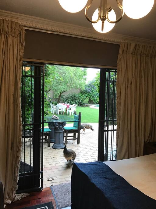 North-facing (that's good in the Southern Hemisphere) access to the garden, with seating areas, loungers and resident peacock visitors