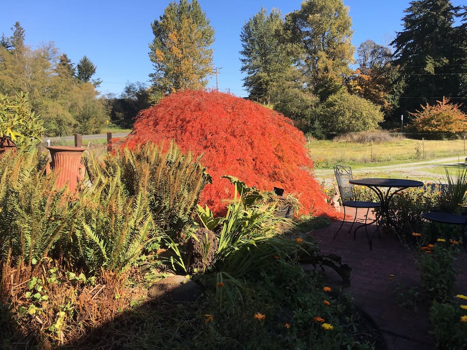 Family favorite, Japanese Lace-Leaf Maple