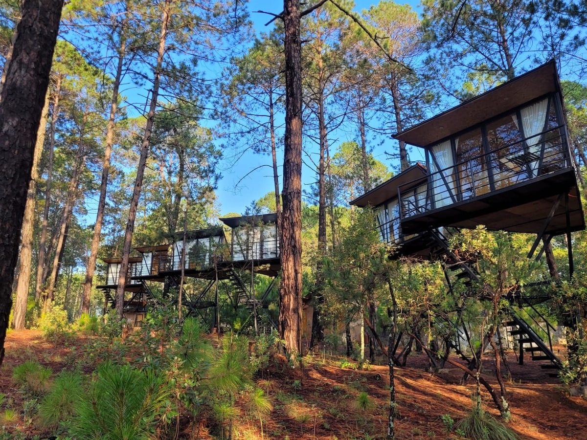 Two elevated cabins are nestled among tall trees, showcasing a blend of modern architecture and natural surroundings. Glass walls reflect the vibrant greenery, while sturdy decks provide outdoor space. A clear blue sky contrasts the foliage, creating a serene and inviting atmosphere.