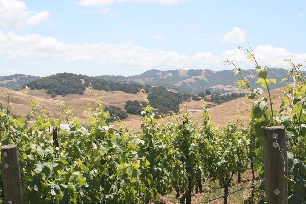 The Guest House at Azari Vineyards pool / views