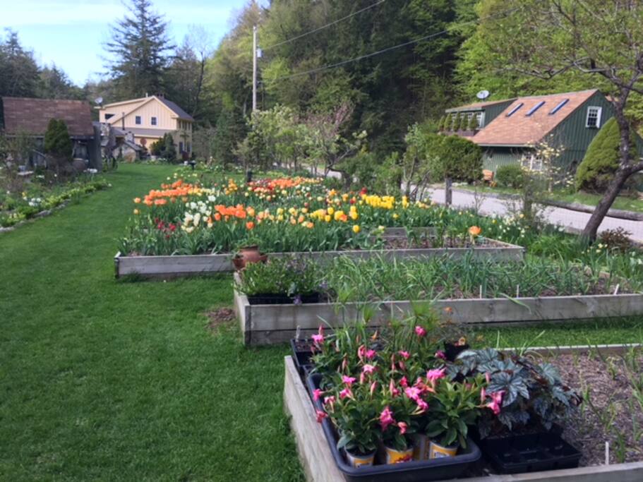 Spring