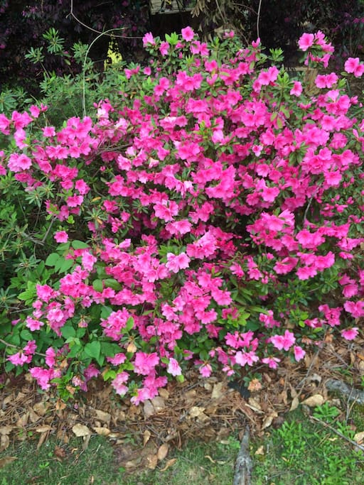 Flowers in the Backyard