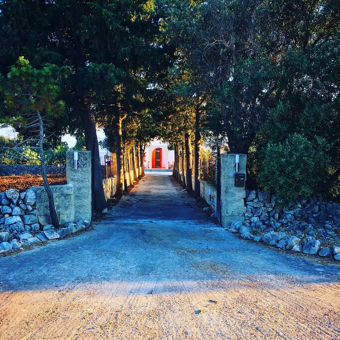 Tree lined entrance to the house! Very welcoming!