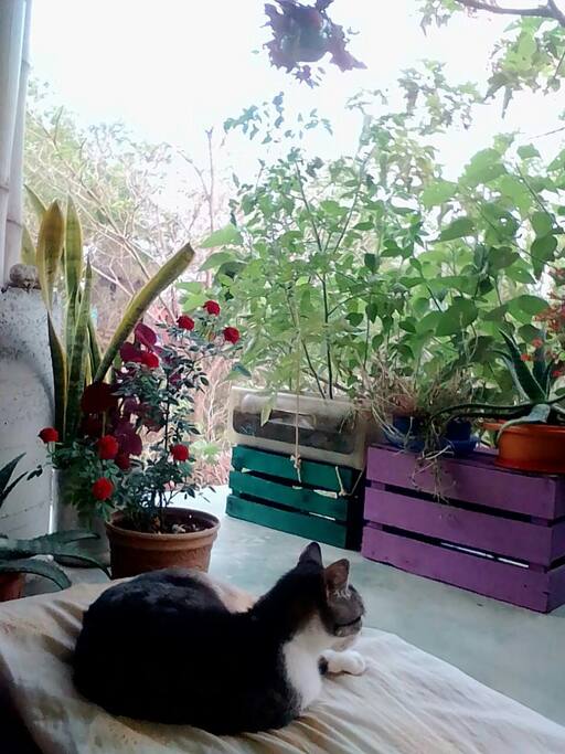Mística, nuestra gatita.