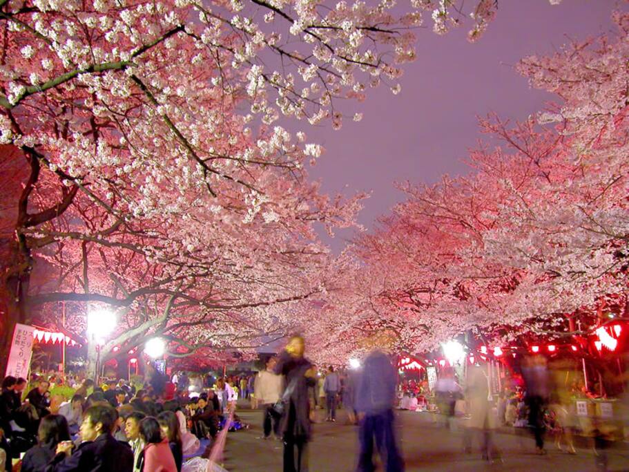 Ueno Park Sakura Festival