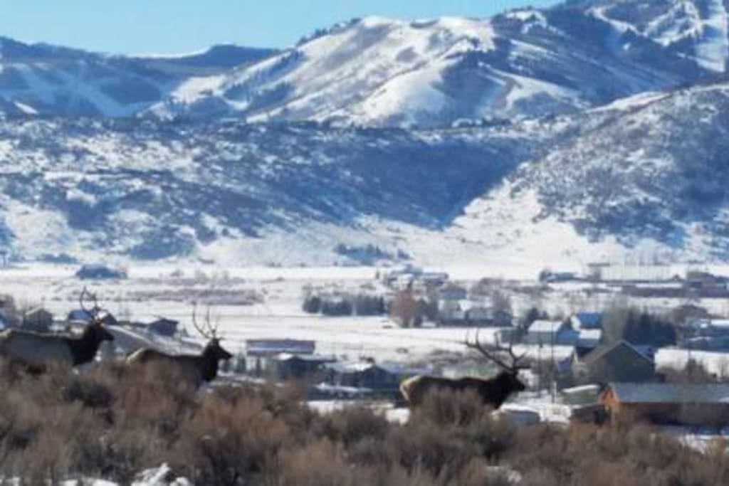 Park City Resort from living room with elk passing by