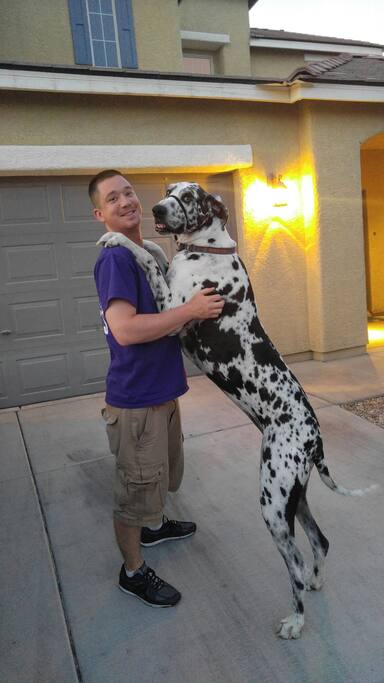 The gorgeous giant pup that will be your best friend