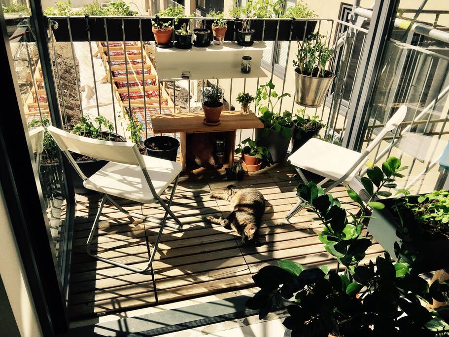 My cat is sun bading