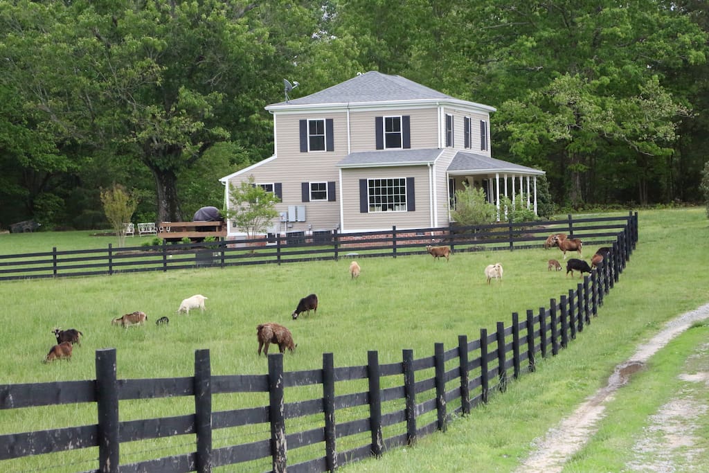 Goats are often in the pasture next to Airbnb house to entertain guests.