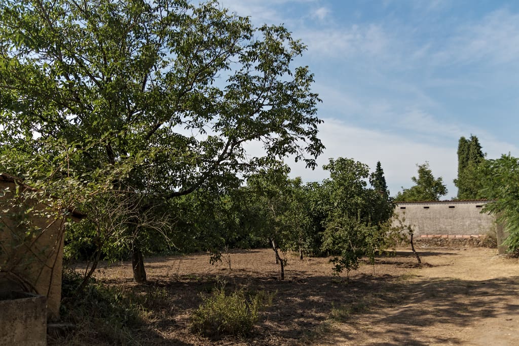 Yard and garden in summer time